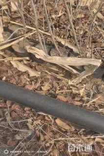 0.5公分暴马丁香