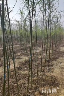 3公分柳树
