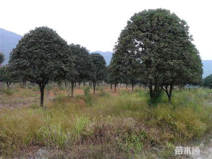 12公分桂花