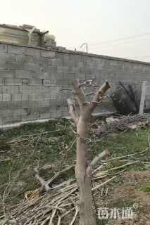 高度180厘米丛生紫薇