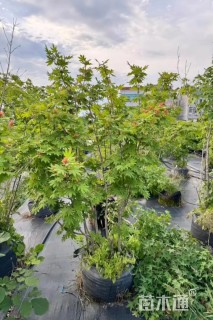 1公分紫花槭