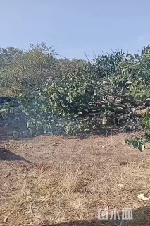高度400厘米茶树
