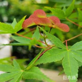 8公分鸡爪槭