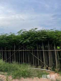 8公分凤凰木