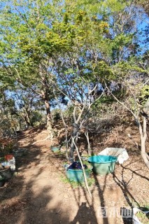 15公分海岛石枫