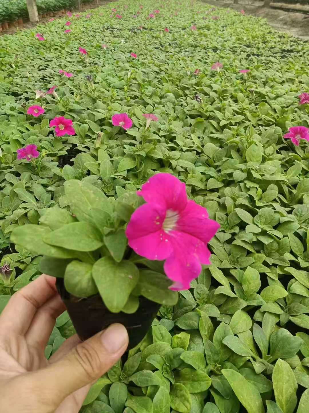 高度5厘米矮牵牛