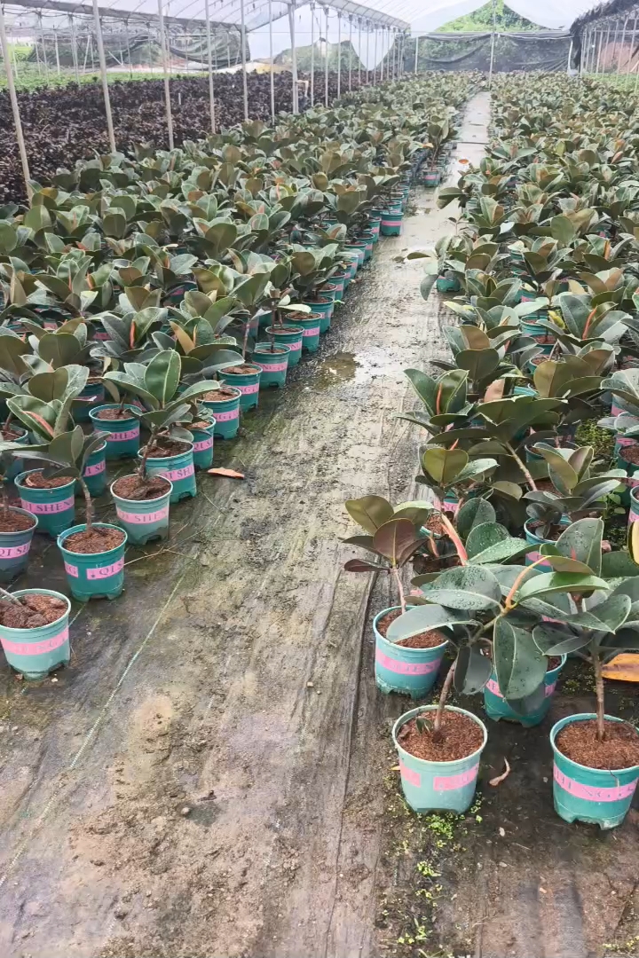 2公分橡胶榕