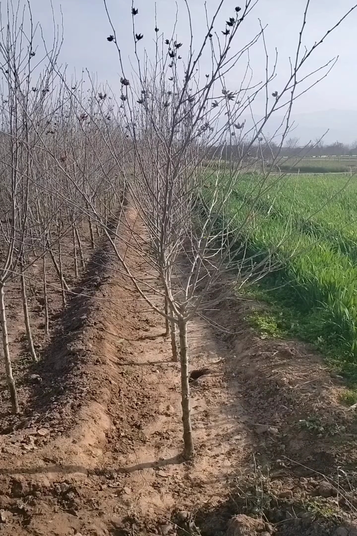 高度250厘米玫瑰木槿