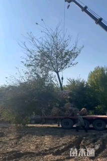 15公分日本早樱