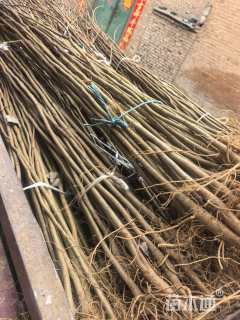 高度90厘米刺槐小苗