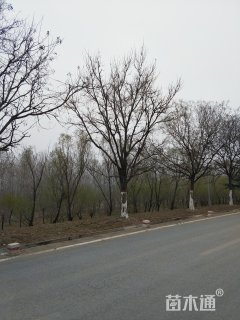 25公分国槐