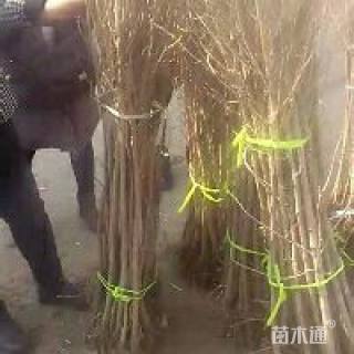 30公分紫叶李