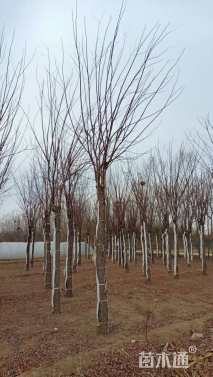 16公分嫁接香花槐