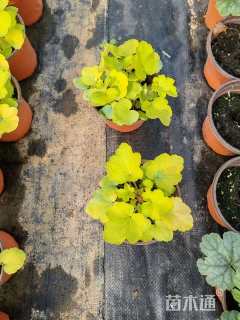 高度10厘米矾根