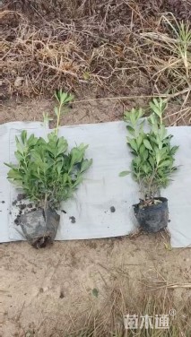 高度40厘米海桐