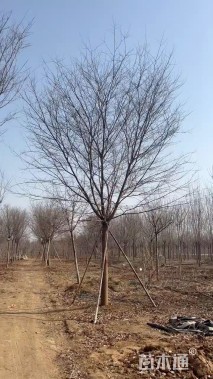 19公分榉树