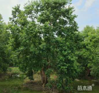 30公分丛生乌桕