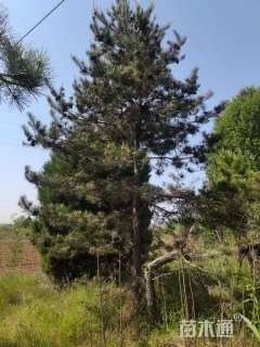 高度1000厘米油松