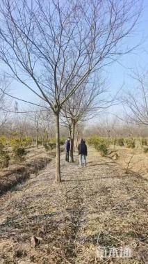5公分榉树