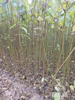 高度80厘米红瑞木