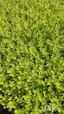 高度30厘米金叶女贞