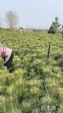 高度70厘米黑松