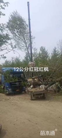 6公分美国红枫