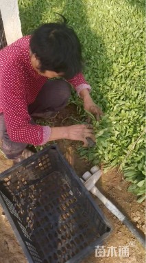 高度20厘米吊钟柳