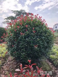 冠幅150厘米红叶石楠球