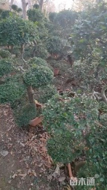 6公分榆树