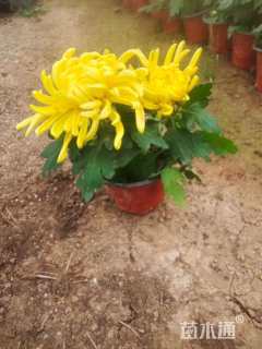 高度20厘米北京夏菊