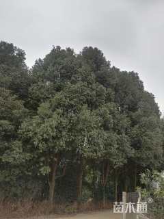 15公分香樟