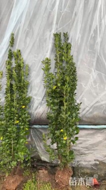 高度180厘米北海道黄杨