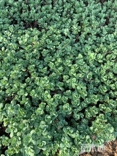 高度10厘米八宝景天