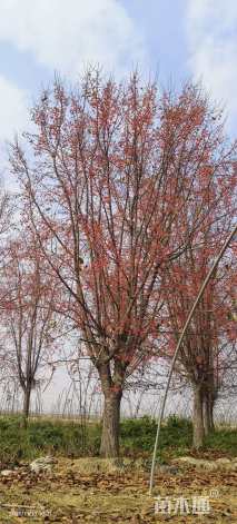 26公分垂丝海棠