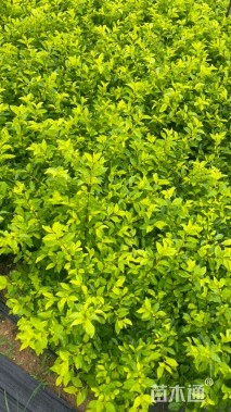 高度40厘米金叶假连翘