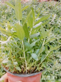 高度10厘米千屈菜