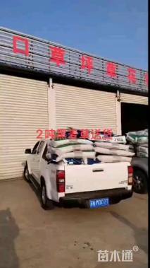 黑麦草种子