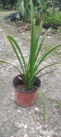 高度30厘米大花萱草