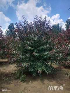 10公分红叶碧桃