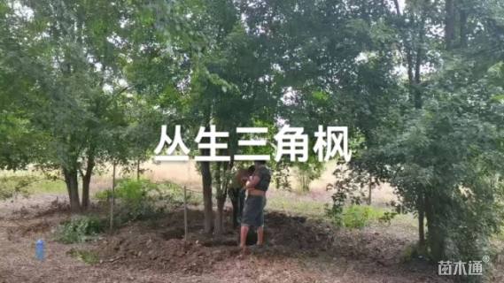 高度700厘米丛生三角枫