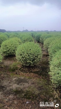 冠幅110厘米银姬小蜡球