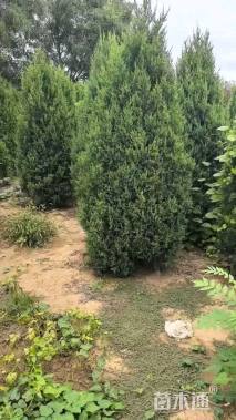 高度200厘米望都塔桧