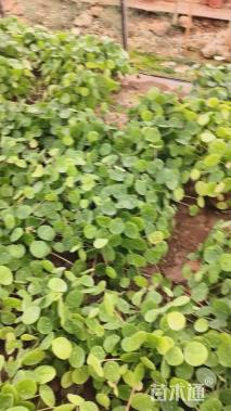 高度20厘米金钱草