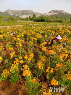 高度50厘米杜鹃