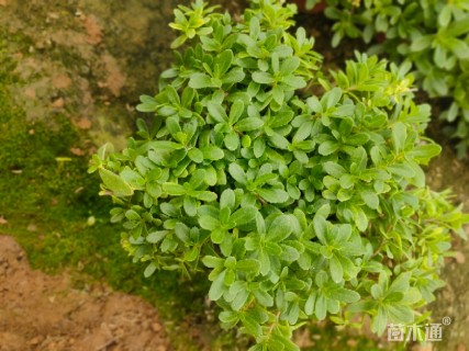 高度15厘米太阳花