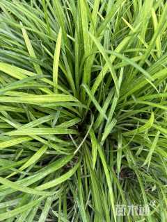 高度30厘米兰花