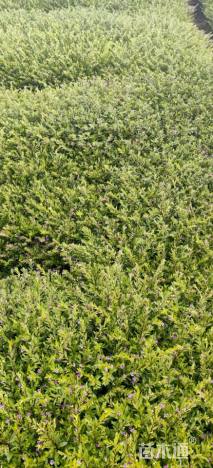 高度25厘米满天星