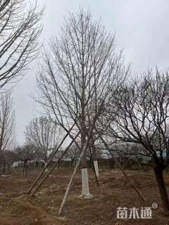 8公分紫叶李