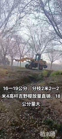 18公分高杆染井吉野樱
